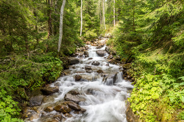 Obraz premium Ein Wildbach fließt durch den üppigen Wald