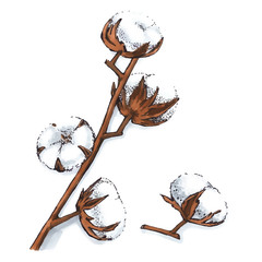 Cotton plant illustration