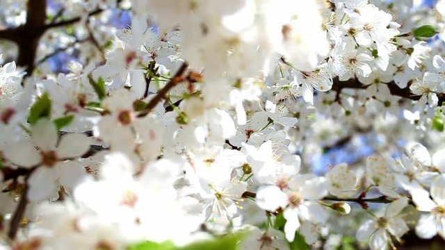 Beautiful spring trees in blossoms isolated over bright blue sky background with sun shine through white flowers on branches. Hd video footage.