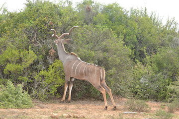 Fototapeta premium Kudu - Antilope
