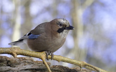Jay on a pine branch. 