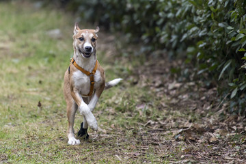 Cani al parco