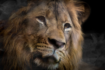 Lion is beautiful face for portrait