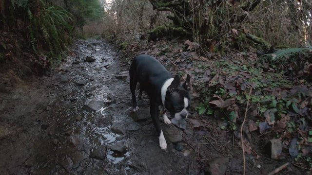 Low Steady Cam Shot of Boston Terrier Dog on Forest Hiking Trail