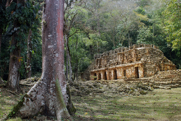 Fototapeta na wymiar Ancient Maya temple ruins and jungle