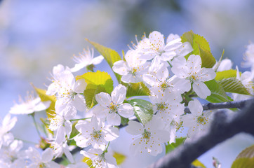 Spring branch of a tree with blossoming white small flowers on a blurred background. Spring background with white flowers on a tree branch