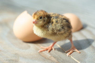 Funny chicks just hatch closeup