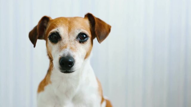 Adorable dog Jack Russell Terrier listens attentively and shakes head and licking. Small smart dog. Video footage. Head portrait. Blue background. Soft Daylight inside room 