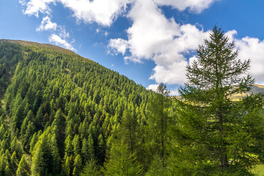 Nadelwald unter Wolkenhimmel im Gebirge