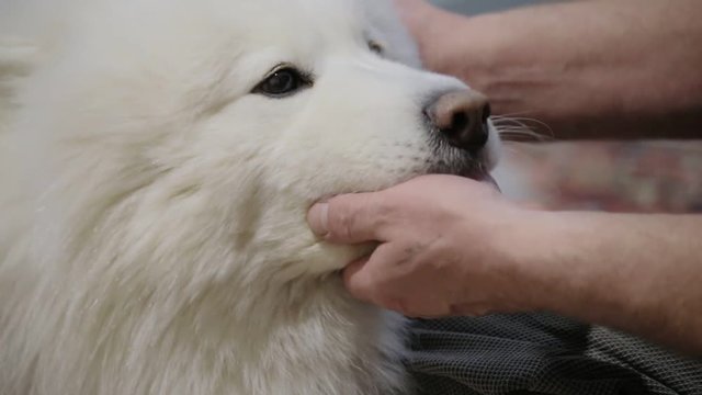 Samoyed dog licks host hand