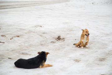 dogs stray on the roadway concept the danger of traffic violation of the rules of keeping Pets