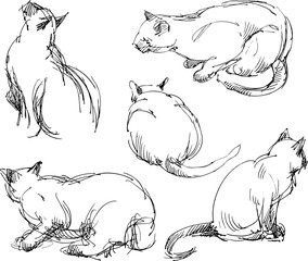 sketches of a domestic cat