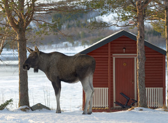 Elch an Hütte Norwegen