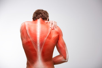 Back musculature illustration. 