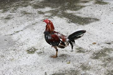 cock rooster cocksgame