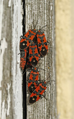 Black and red bugs (Lygaeus equestris) which have just stopped hibernating in early spring in...