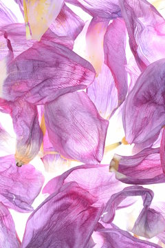Dried Tulip Petal Flowers as Background