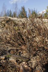 Male sand lizard is basking among calluna in spring in Finland. Green mating colour of the male is clearly visible.