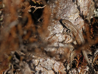 Sand lizard yearling is basking among calluna in spring in Finland. Charasteristic black and white spots of the yearling coloration are clearly visible.
