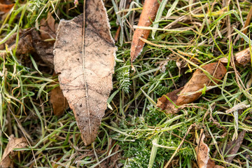 Fototapeta premium Close-up of hoar frost on linden tree branches