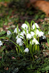 First spring white snowdrops flowers.