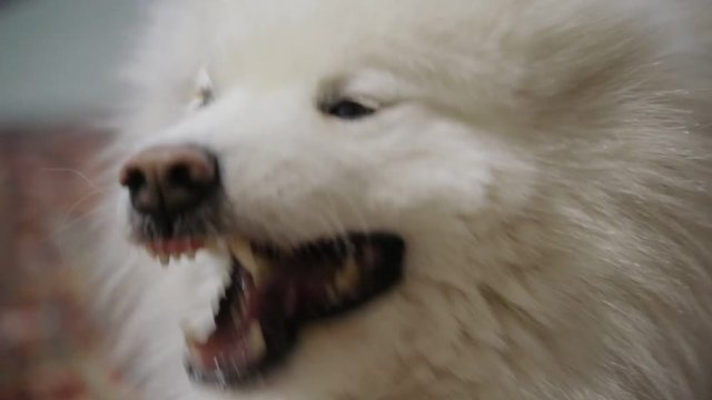 Samoyed dog close-up portrait