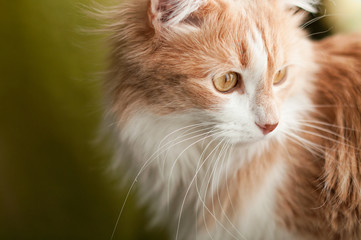 beautiful fluffy ginger cat. A pet