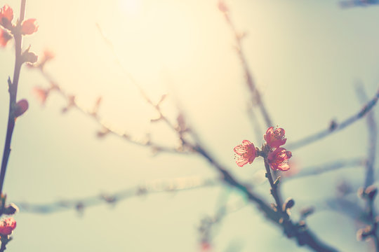 Fototapeta Flowering fruit tree branches with pink flowers in sunlight
