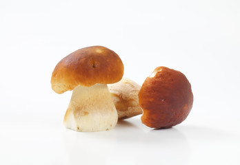 edible bolete mushrooms (porcini)