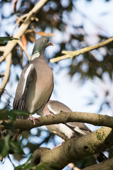 Common Wood Pigeon, Wood Pigeon, Columba palumbus