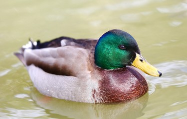 canard