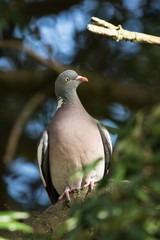 Common Wood Pigeon, Wood Pigeon, Columba palumbus