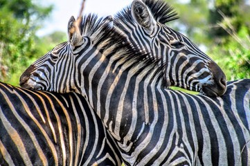 Fototapeta na wymiar Zebra lean on each other in the shade