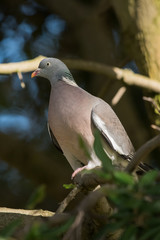 Common Wood Pigeon, Wood Pigeon, Columba palumbus