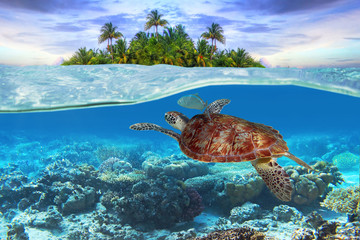 Green turtle underwater at the tropical island - obrazy, fototapety, plakaty