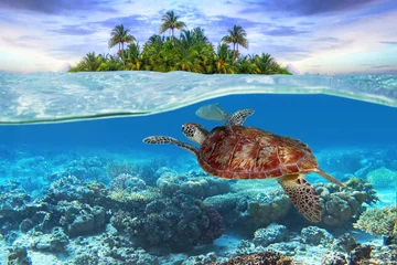 Foto auf Acrylglas Schildkröte Grüne Schildkröte unter Wasser auf der tropischen Insel