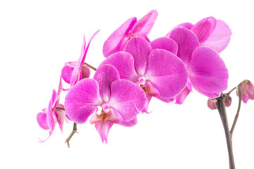 orchid  pink flower with water drops