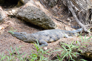 One alligators stretch along the bank in a park in Mombasa, Kenya