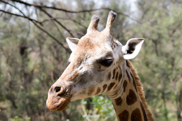 Giraffe head in a park