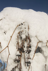 Bunches of wild grapes covered with snow