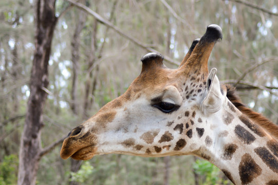 Head of giraffes in a park