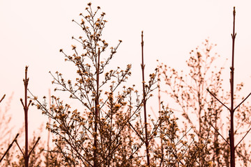 Lovely plants in mist