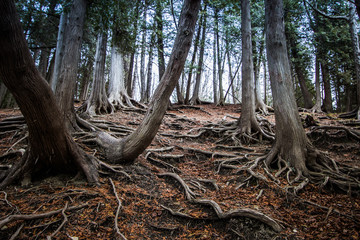 Large tree roots coming out of the ground and seemingly crawling down the hill.  Very creepy and eerie!