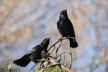 Carrion Crow, Crow, Corvus Corone
