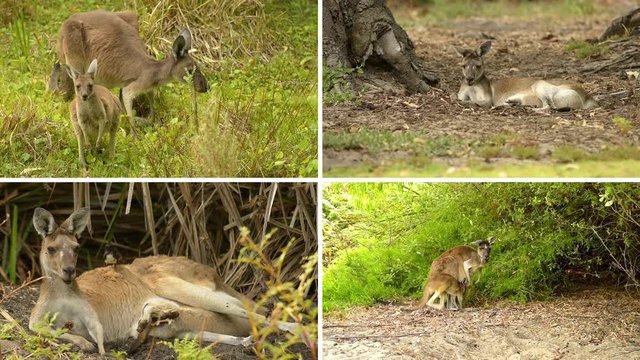 K&auml;nguru Mutter mit Jungtier im Beutel, Perth, Westaustralien, Western Australia, Australien, Australia, Down Under, 4k Video