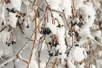 Bunches of wild grapes covered with snow