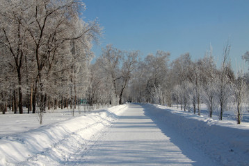 Trees in winter siberian park