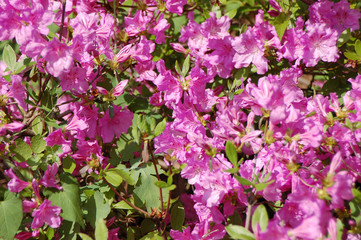 Azalea (Rhododendron molle. Blume)
