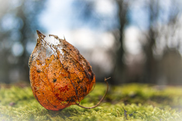 Broken physalis