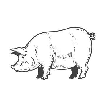 Pig illustration isolated on white background. Design elements for logo, label, emblem, sign, menu. Vector illustration.